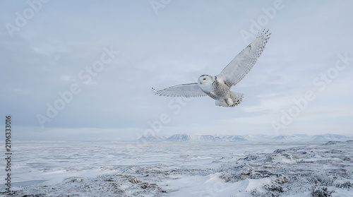 Majestic snowy owl flying over vast arctic tundra with white wings spread wide hunting in frozen winter habitat.