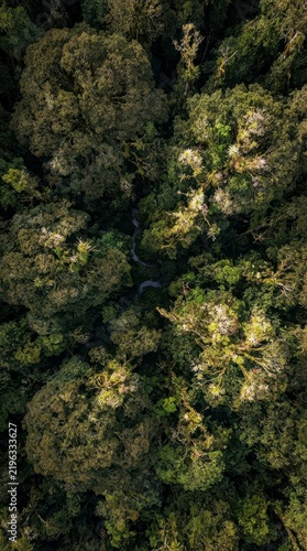 Aerial view of dense green rainforest canopy