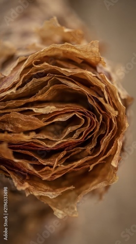 Rolled dried tobacco leaves close up