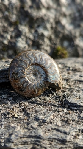Ammonite fossil on rocky surface
