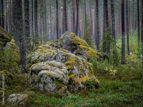Magical fairytale forest in late autumn. Forest therapy and stress relief
