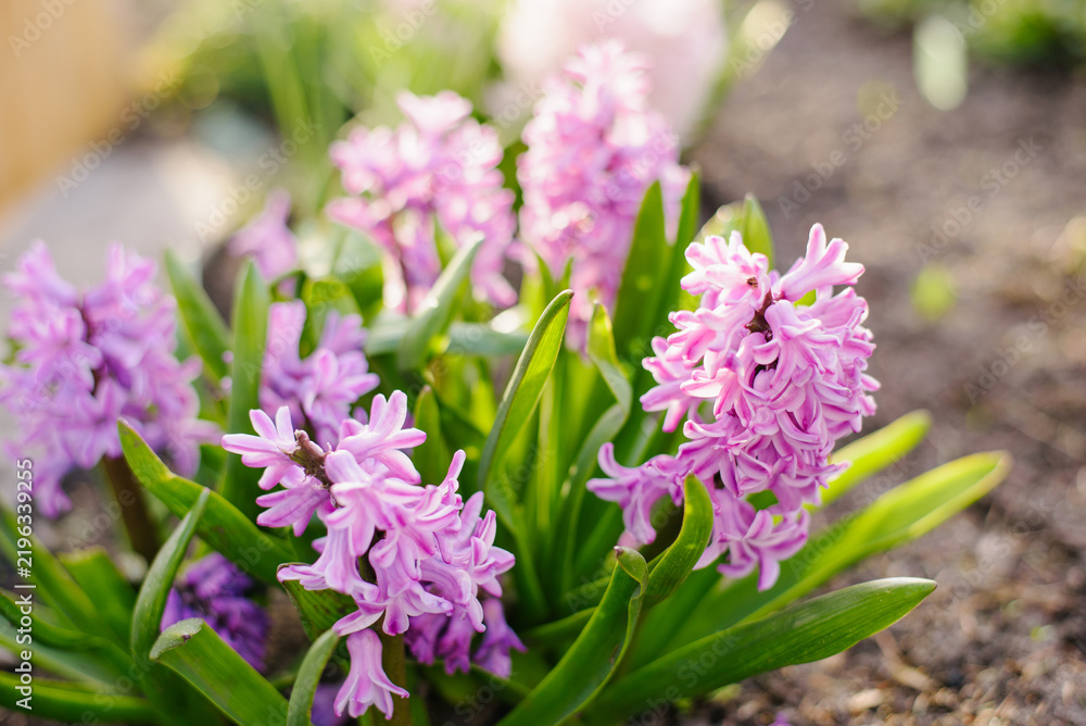 Obraz premium Beautiful Violet Hyacinth Miss Saigon in Sunny Garden