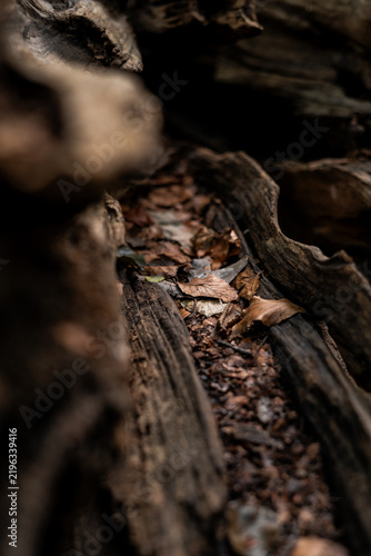 Foto Dark moody macro close-up of decomposing wood texture inside tree trunk with dry