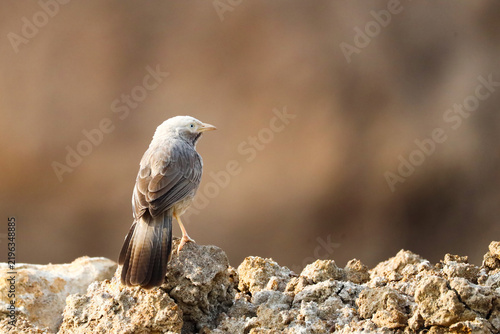 Photography Yellow-billed Babbler Perched on Mud Hump – Close-Up Wildlife Portrait