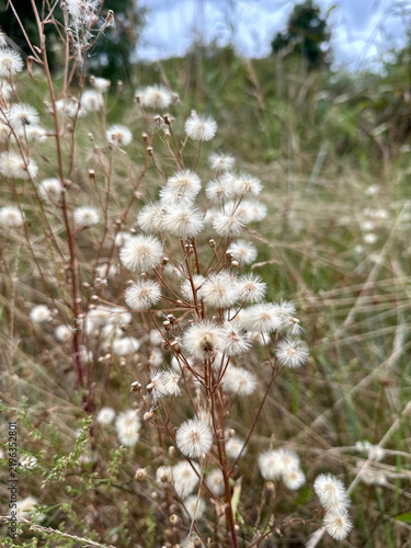 Close-Up of Fluffy White Wildflower Seed Heads in a Dry Autumn Meadow