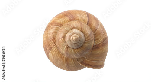Perfect spiral pattern of an empty brown snail shell isolated on a clean white background.