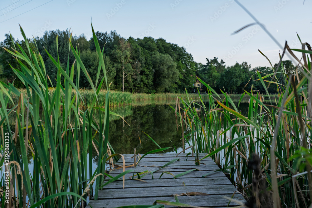 Obraz premium Wooden dock extending into a calm pond surrounded by reeds and trees