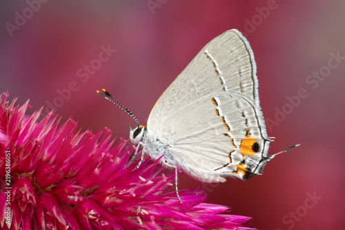 Macro of gray hairstreak butterfly moth isolated on pink flower