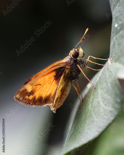 macro of Zabulon skipper butterfly moth on leaf