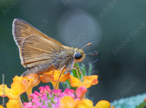 Macro of yellow skipper isolated on lantana