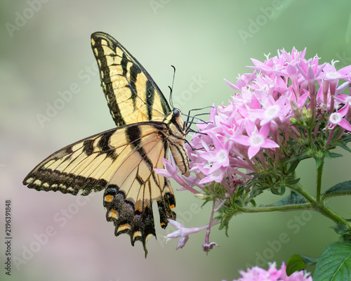 Macro of Yellow tiger swallowtail isolated on pink penta