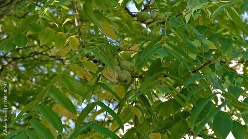 Green fruits growing among dense compound leaves on a leafy tree.