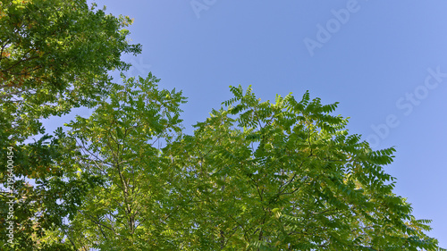 Green leafy tree canopy reaching into a wide clear blue sky on a sunny day.