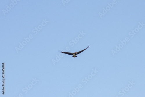 Wild osprey bird of prey soaring high in the clear blue sky