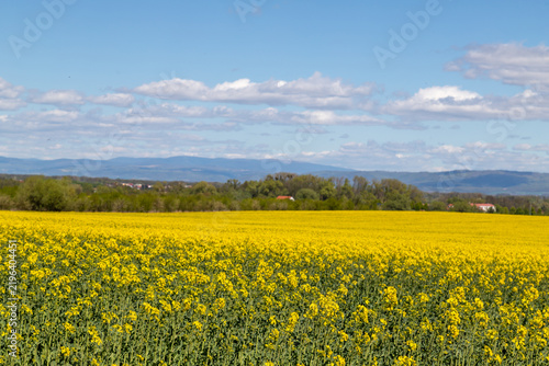 Yellow rapeseed field in spring with distant trees and mountains under a blue...
