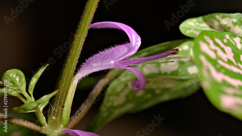 Close-up of a purple flower of a polka dot plant (Hypoestes phyllostachya) with curved petals and protruding floral structures.