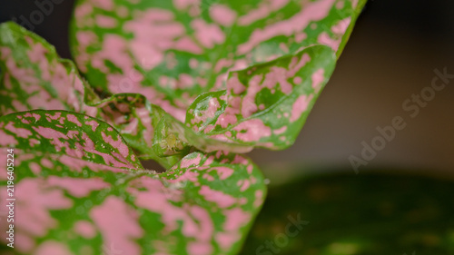 Small aphid among the pink and green leaves of a polka dot plant (Hypoestes phyllostachya).