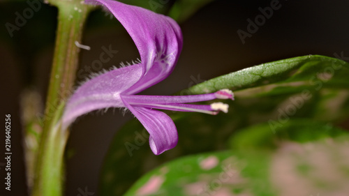 Extreme close-up of a purple polka dot plant flower (Hypoestes phyllostachya), showing curved petals and fine surface hairs.