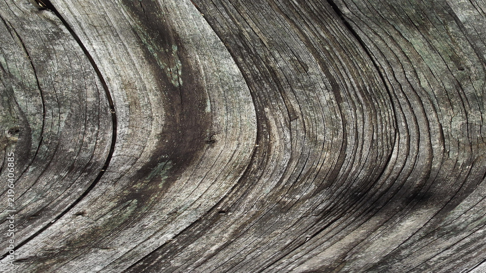 Obraz premium Close up of rustic weathered wood texture with natural curved grain rings