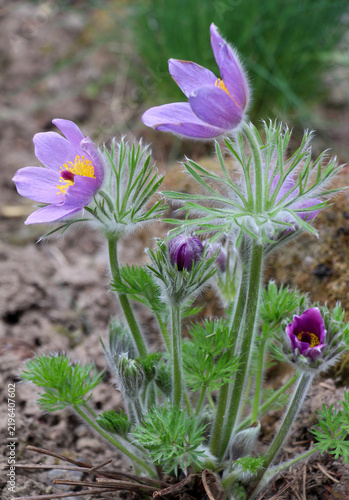Canvastavla In the spring, the pasqueflower (Pulsatilla) blooms in the garden