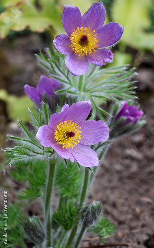 Canvastavla In the spring, the pasqueflower (Pulsatilla) blooms in the garden