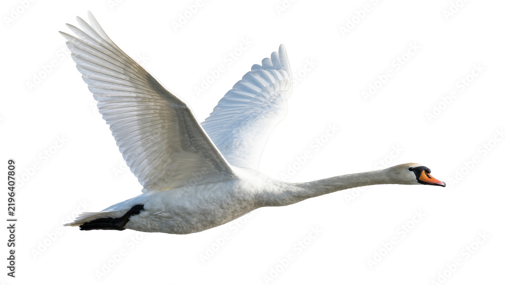 Fototapeta premium Majestic white swan with outstretched wings flying, isolated on transparent background