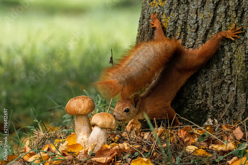 A close-up of a red fluffy squirrel (Sciurus vulgaris) clinging upside down onto a tree trunk toward two penny bun mushrooms against green grass with fallen leaves, side view to the camera lens.