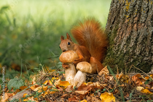 A close-up of a red fluffy squirrel (Sciurus vulgaris) sitting on the forest ground and holding a penny bun mushroom against green grass with fallen leaves, toward the camera lens. 