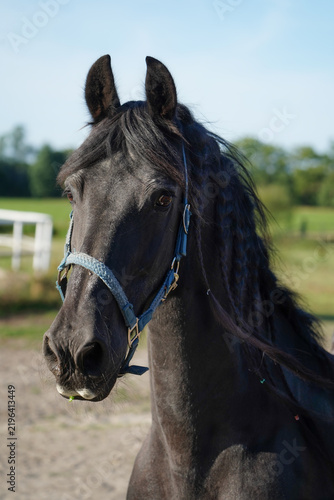 Close-up portrait of a beautiful black horse wearing a blue halter, standing outdoors in a
sunny green pasture. Natural light highlights the horse's dark coat, expressive eyes and
long mane, with a so