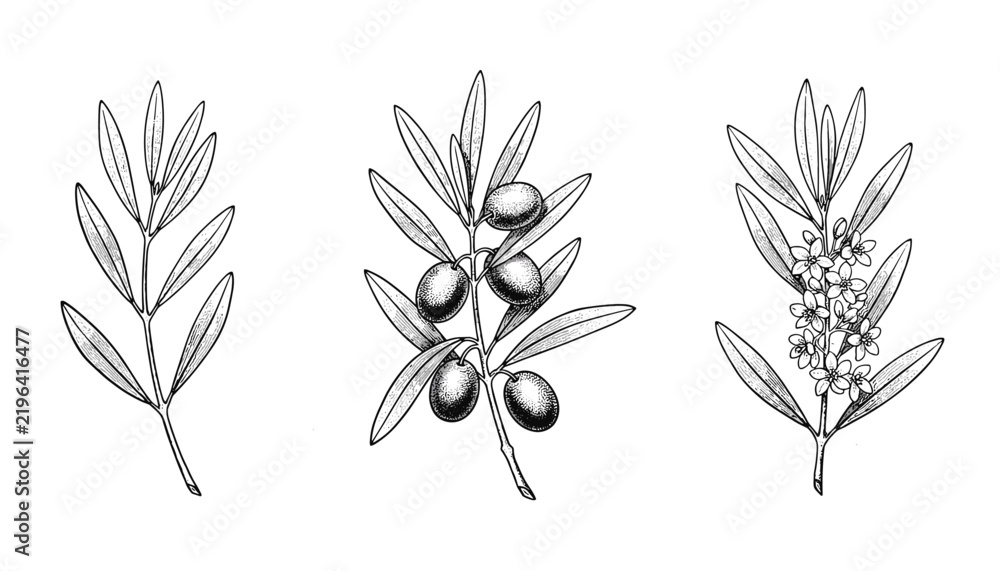 Obraz premium Botanical illustrations of olive branches with leaves fruits and flowers