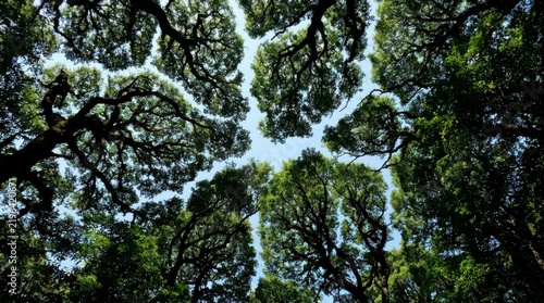 Looking up at the canopy of lush green trees with a clear blue sky visible through the branches, showcasing crown shyness phenomenon