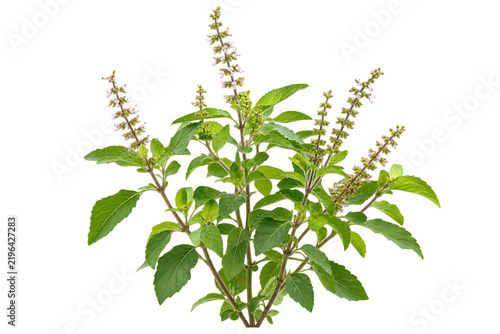 Fresh holy basil tulsi plant with green leaves and flowering stems durga puja and diwali isolated on a transparent background