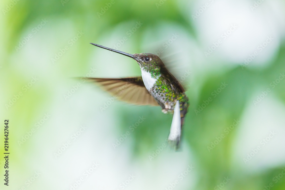 Fototapeta premium A Collared Inca hummingbird (Coeligena torquata) hovering in flight against a lush green background in Ecuador.