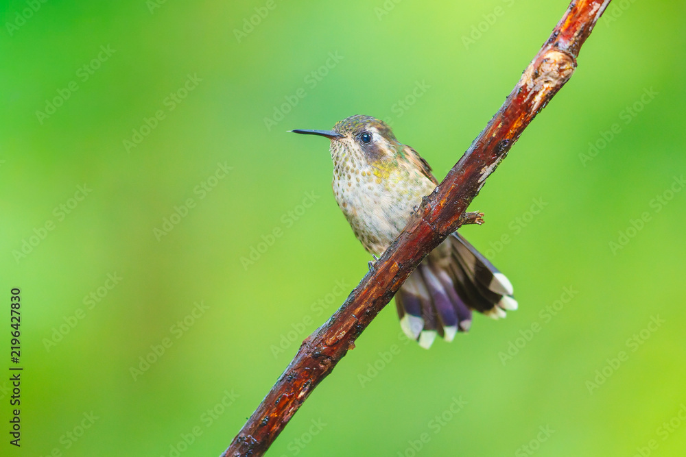 Fototapeta premium Speckled Hummingbird perched on a mossy branch in the lush cloud forest of Ecuador, highlighting its distinctive speckled plumage and straight bill.