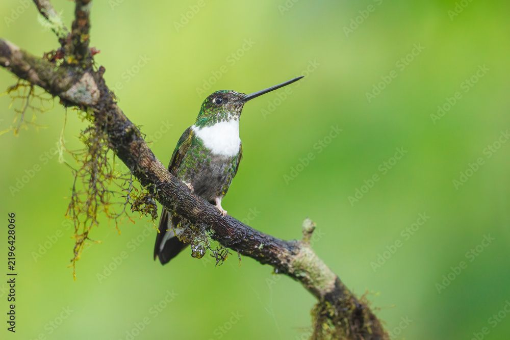 Fototapeta premium A Collared Inca hummingbird (Coeligena torquata) hovering in flight against a lush green background in Ecuador.