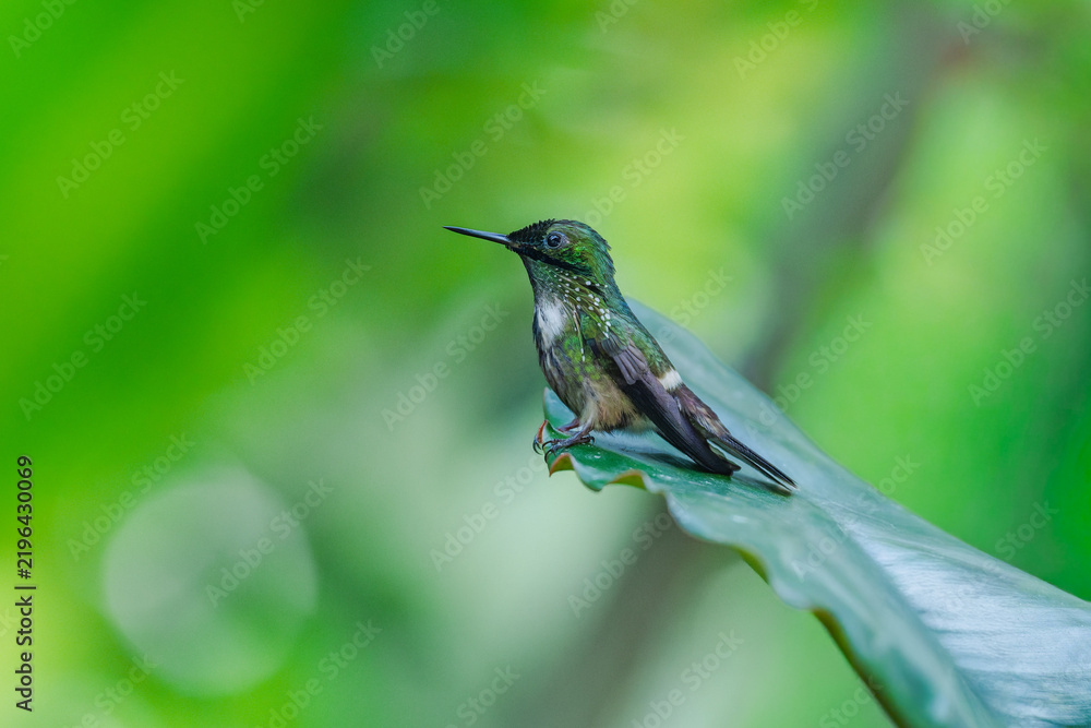 Obraz premium A Festive Coquette hummingbird (Lophornis chalybeus) hovering in flight against a blurred green background in the Atlantic Forest of Brazil.