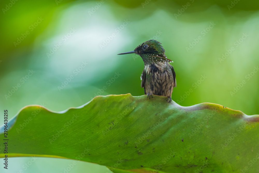 Obraz premium A Festive Coquette hummingbird (Lophornis chalybeus) hovering in flight against a blurred green background in the Atlantic Forest of Brazil.