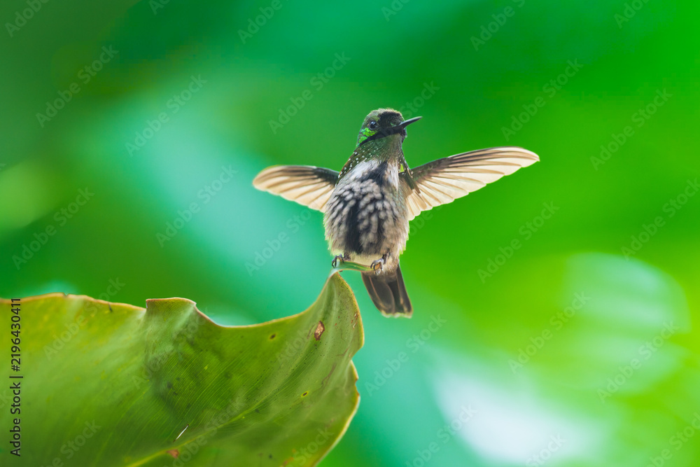 Fototapeta premium A Festive Coquette hummingbird (Lophornis chalybeus) hovering in flight against a blurred green background in the Atlantic Forest of Brazil.