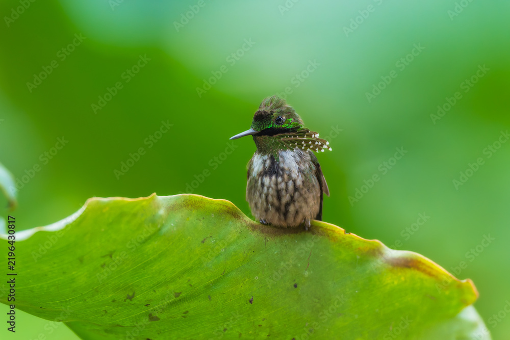 Fototapeta premium A Festive Coquette hummingbird (Lophornis chalybeus) perched on a vibrant green leaf in the Atlantic Forest of Brazil.