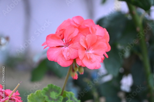 фотографія Pink germanium flower with soft bokeh background