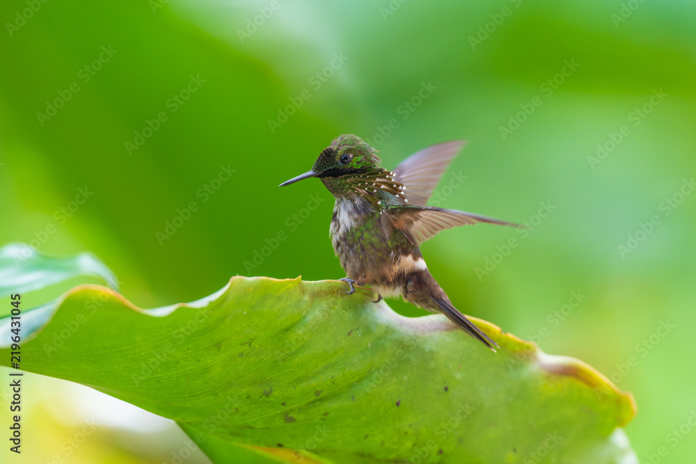 Obraz premium A Festive Coquette hummingbird (Lophornis chalybeus) perched on a vibrant green leaf in the Atlantic Forest of Brazil.