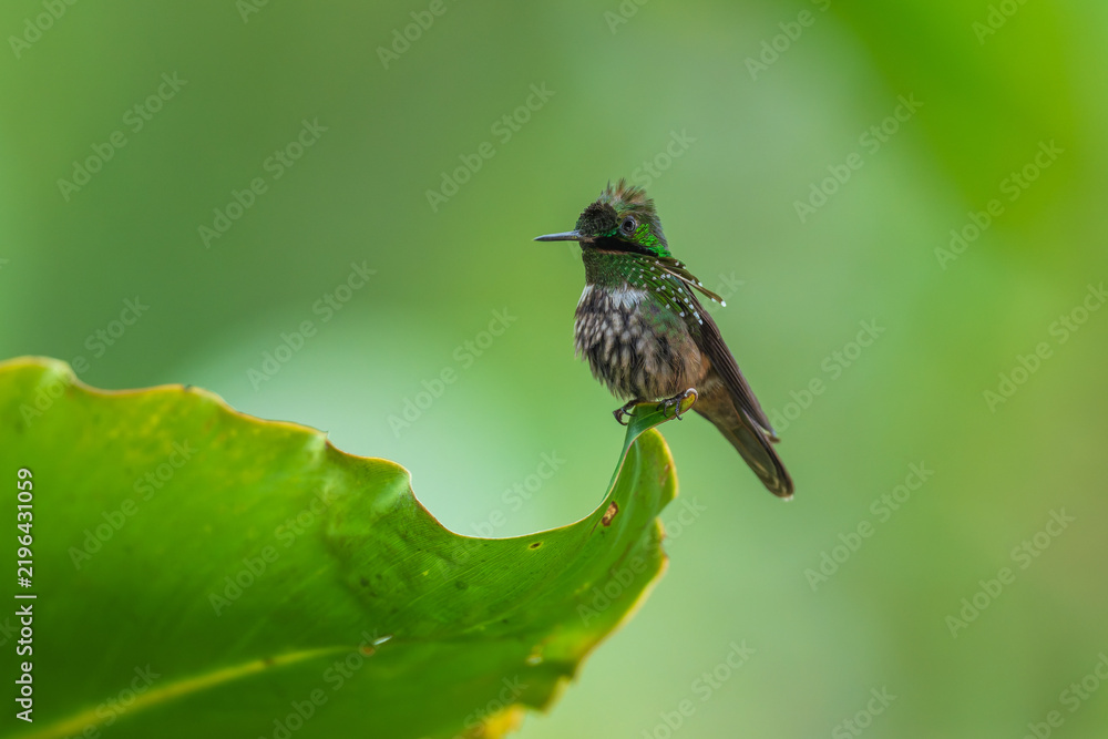 Fototapeta premium A Festive Coquette hummingbird (Lophornis chalybeus) perched on a vibrant green leaf in the Atlantic Forest of Brazil.