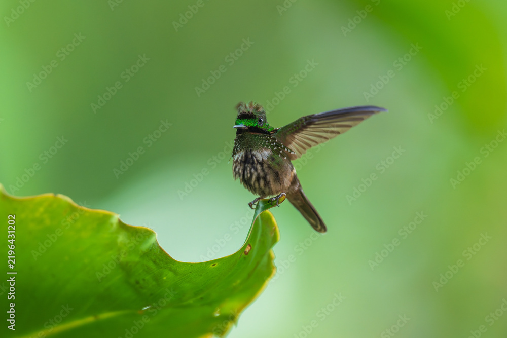 Obraz premium A Festive Coquette hummingbird (Lophornis chalybeus) perched on a vibrant green leaf in the Atlantic Forest of Brazil.