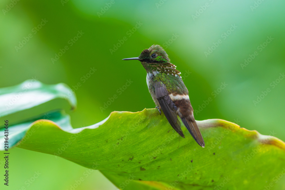 Obraz premium A Festive Coquette hummingbird (Lophornis chalybeus) perched on a vibrant green leaf in the Atlantic Forest of Brazil.