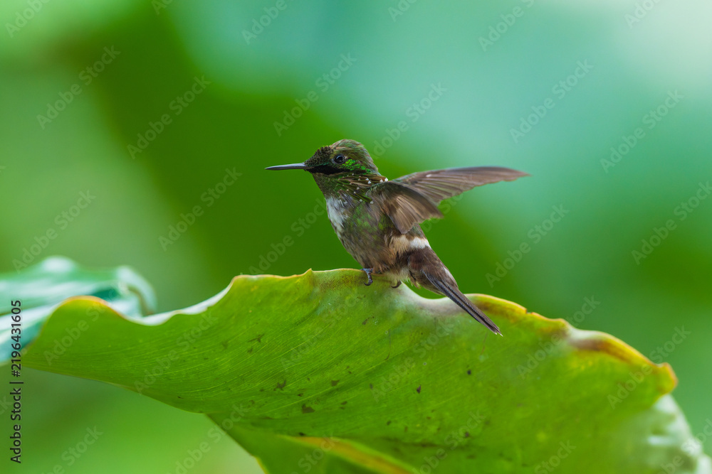 Fototapeta premium A Festive Coquette hummingbird (Lophornis chalybeus) perched on a vibrant green leaf in the Atlantic Forest of Brazil.