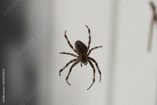 Underside European garden spider, diadem spider, orangie, cross spider or crowned orb weaver (Araneus diadematus) in its web. Dark, with a white background.  