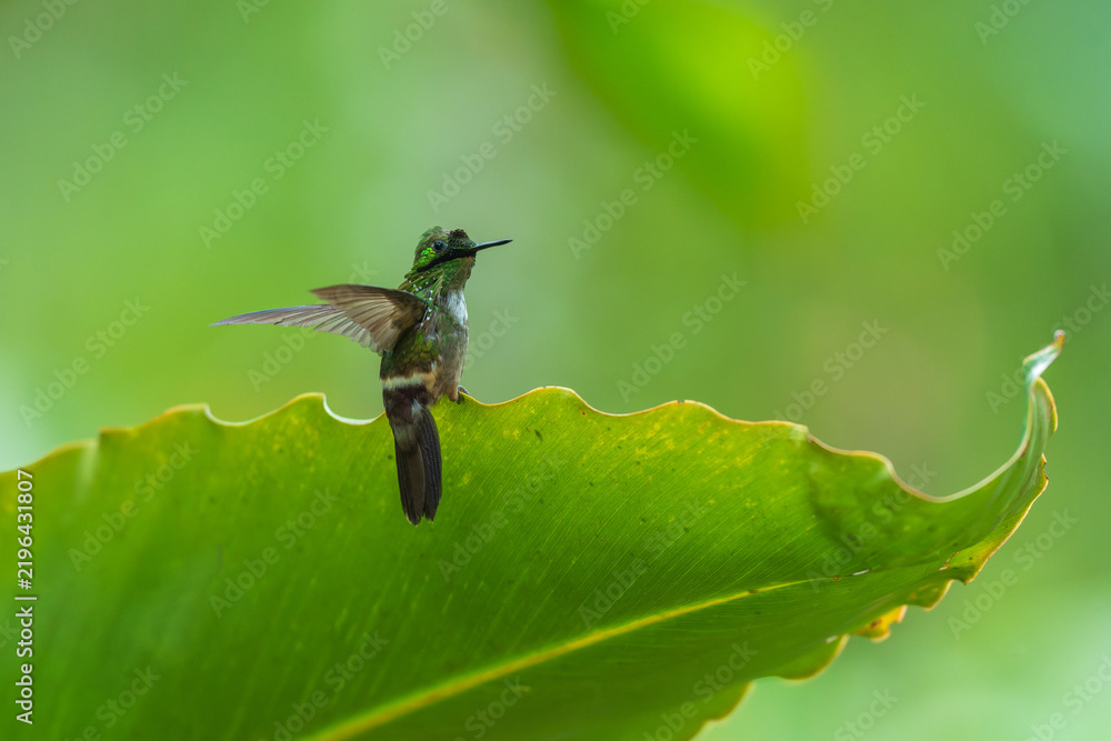 Fototapeta premium A Festive Coquette hummingbird (Lophornis chalybeus) perched on a vibrant green leaf in the Atlantic Forest of Brazil.
