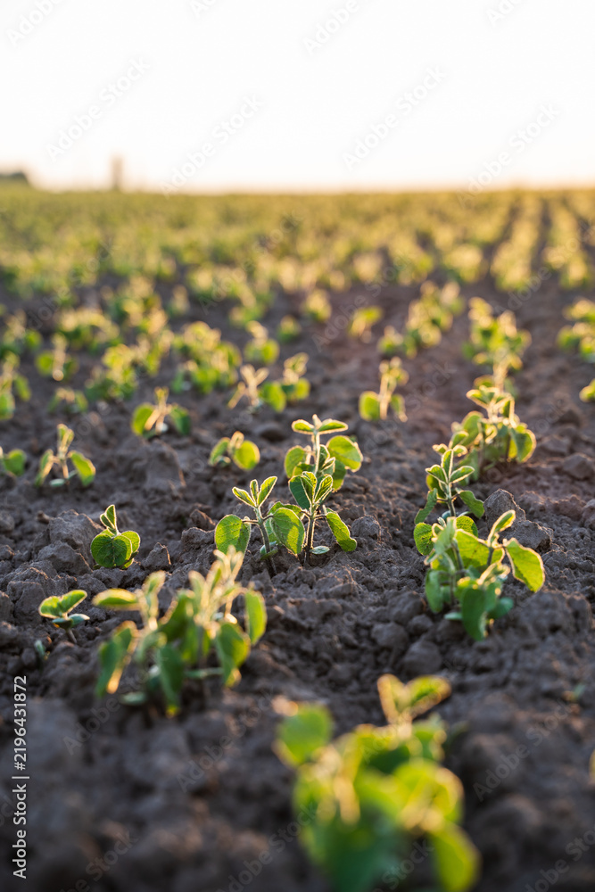 Obraz premium Young soybean sprout emerging from cultivated topsoil, growing in an agricultural field during golden hour at sunset