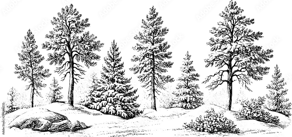 Naklejka premium Antique engraving of a pine forest with snowy hills and rocks for winter landscape background and banner design