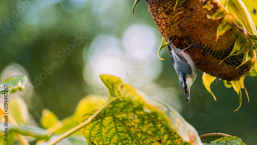 Foto Eurasian nuthatch (Sitta europaea) feeding upside down on dried sunflower head,